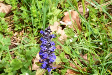 Bahçedeki mavi bahar çiçekleri.