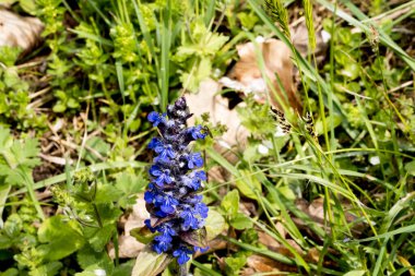Yeşil çimenlikte mavi çiçekler.