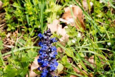 Yazın bahçede mavi çiçekler