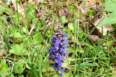 Bahçedeki güzel çiçekler