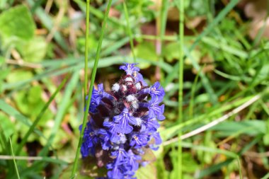 Çayırdaki mavi sümbül çiçekleri