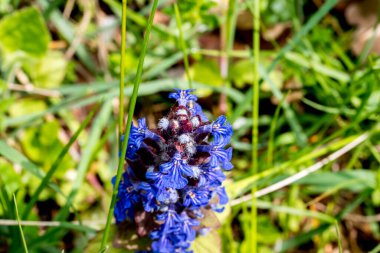 Bahçedeki güzel çiçekler