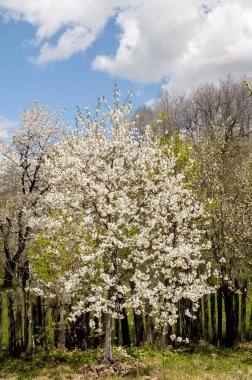 Bahçede bahar çiçekleri
