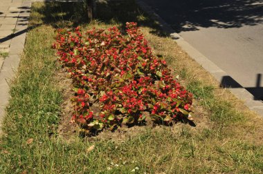 Şehir parkında kırmızı ve beyaz çiçekler