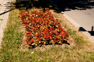 Bahçedeki kırmızı çiçekler