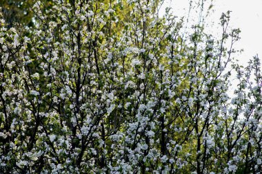 İlkbaharda kiraz çiçekleri. Bir dalda beyaz çiçekler