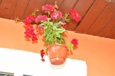 Bahçedeki güzel çiçekler