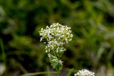 Yeşil bir alanda polen toplayan bir arının yakın plan fotoğrafı.