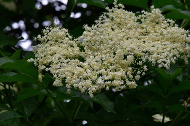 yeşil çimlerin üzerinde beyaz ıhlamur ağaçları