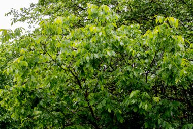 Ormanda yeşil yapraklar.