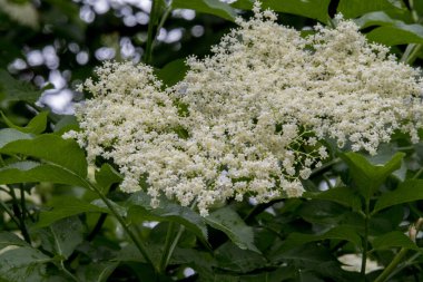 Yeşil yaprakların üzerinde beyaz çiçekler