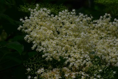 Güzel botanik fotoğrafı, doğal duvar kağıdı.