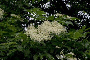 Siyah arka planda beyaz leylak çiçeği, bahar arkaplanı.