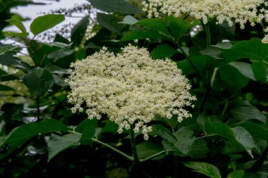 yeşil arka plandaki beyaz çiçekler.