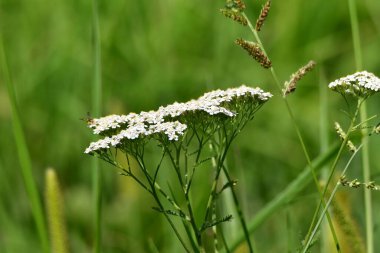 Bahçedeki güzel çiçekler