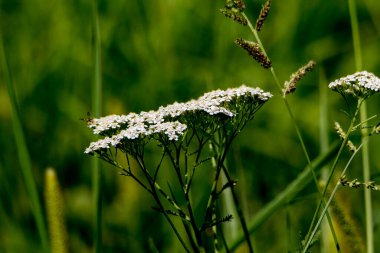Bahçedeki yeşil bitki