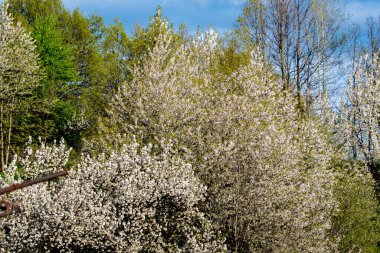 Bahar çiçekleri kiraz ağacı