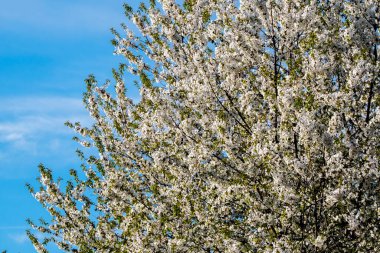 İlkbaharda kiraz ağacı, beyaz çiçekler