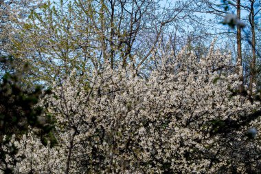 Parkta beyaz çiçekler