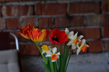 Bahçedeki güzel laleler