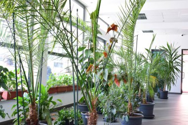 İç tasarım: güzel ve modern kapalı alan bitkileri