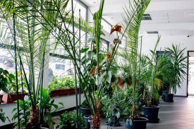 Güzel botanik fotoğrafı, doğal duvar kağıdı.