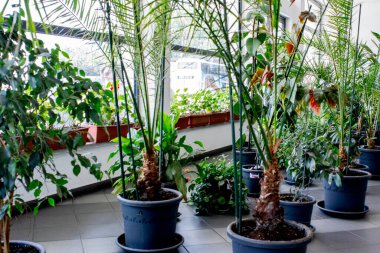 Seradaki yeşil bitkiler