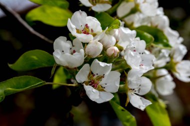 çiçekli ağaç bahar