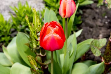 İlkbaharda laleler. Bahçedeki güzel çiçekler.