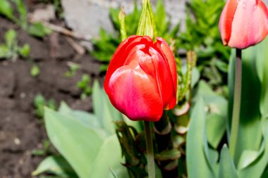 kırmızı ve beyaz laleler bir yatakta.