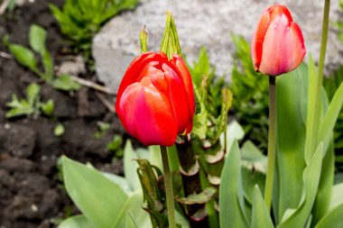 Yeşil zemin üzerinde kırmızı ve beyaz laleler