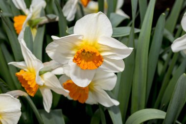 Bahar bahçesinde güzel beyaz nergisler