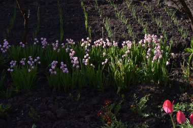 Bahçede bahar çiçekleri