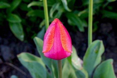 yeşil zemin üzerine kırmızı lale