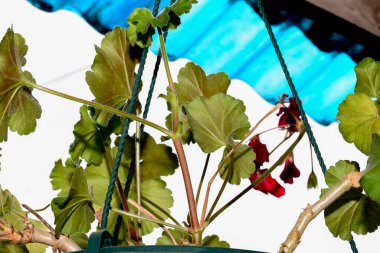 Güzel botanik fotoğrafı, doğal duvar kağıdı.