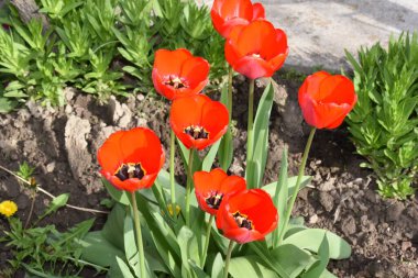 Bahçedeki kırmızı ve turuncu laleler.