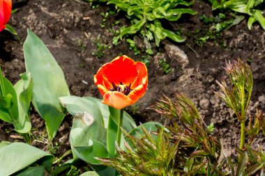 Bahçedeki kırmızı lale çiçeği