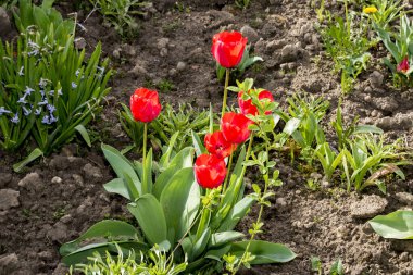 Bahçedeki laleler. Çiçek tarlasında bahar çiçekleri, yakın - yakın -