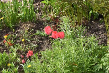 Bahçedeki kırmızı laleler