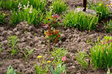 Bahçede güzel bahar çiçekleri