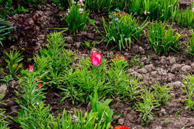 Bahar bahçe çiçek açan laleler ile