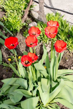 Parkta yeşil yapraklı kırmızı laleler