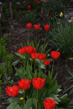 Bahçedeki kırmızı çiçekler