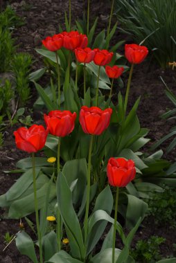 Bahçedeki yatakta güzel kırmızı laleler