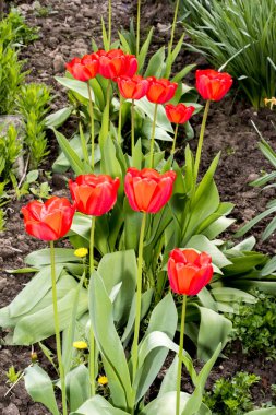 Baharda yeşil yapraklı kırmızı laleler