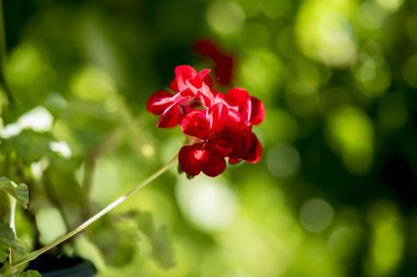 Bahçedeki kırmızı çiçek