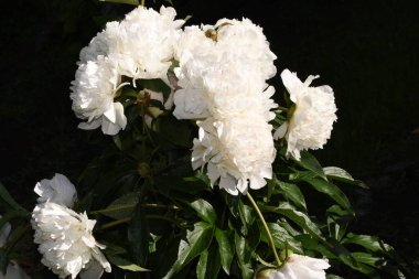 Bahçedeki güzel beyaz güller