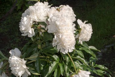 Bahçedeki beyaz şakayık çiçeği