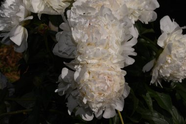 Siyah arka planda beyaz şakayık çiçekleri