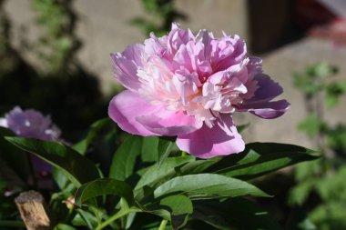 güzel Şakayık Bahçe